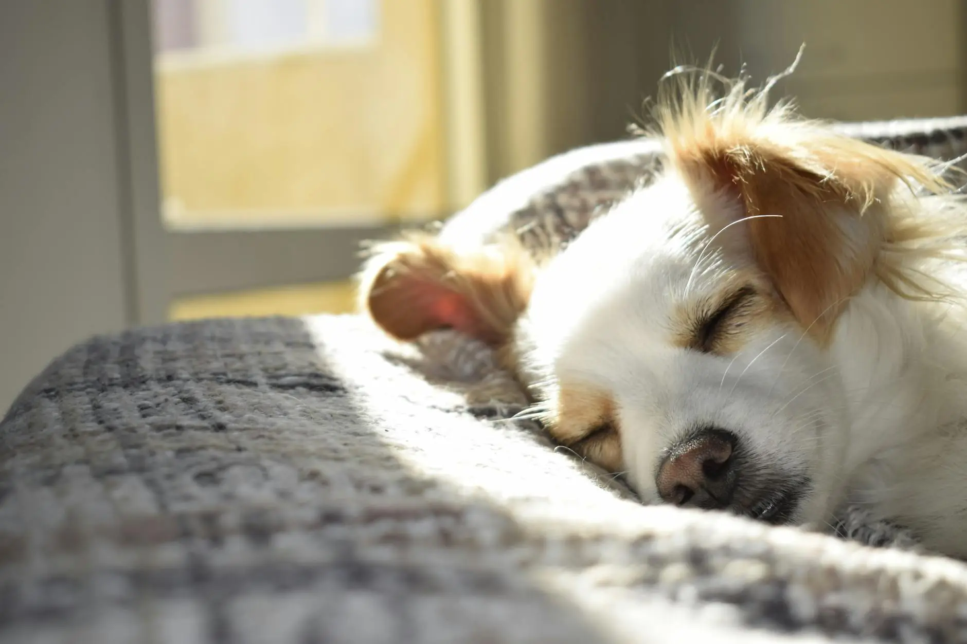 Natural Relief for Dogs: Pets Calm Down Herbal Treats and Remedies Natural Relief for Dogs: Pets Calm Down Herbal Treats and Remedies